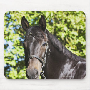 portrait of brown horse 2 mouse mat