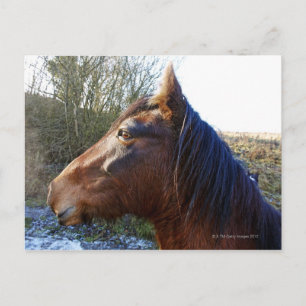 Portrait of brown horse on cold day staring into postcard