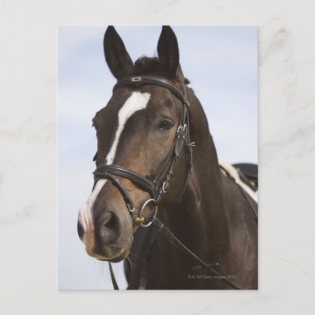 portrait of brown horse postcard (Front)