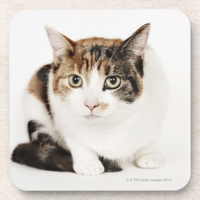 Portrait of Calico cat Coaster (Front)