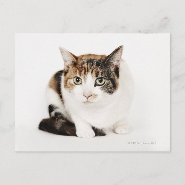Portrait of Calico cat Postcard (Front)
