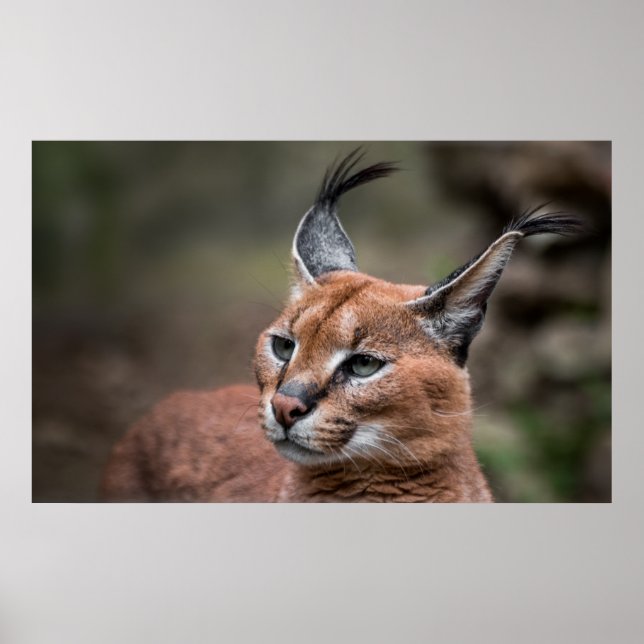 Portrait of Caracal Poster (Front)