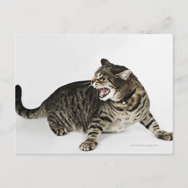 Portrait of cat hissing postcard (Front)