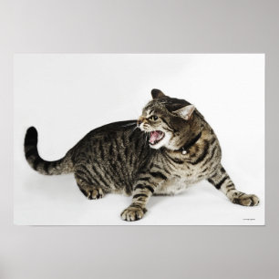 Portrait of cat hissing poster