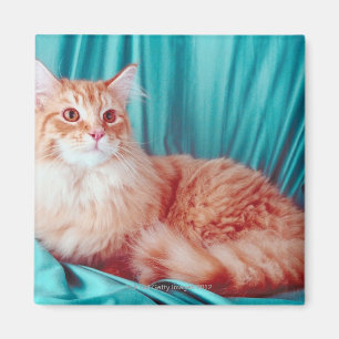 Portrait of cat magnet