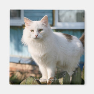 Portrait of cat on fence magnet