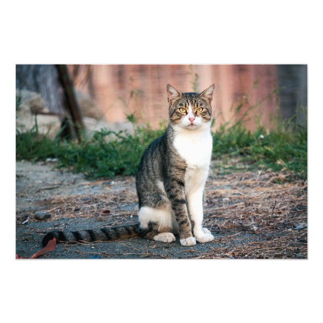 Portrait of cat photo print (Front)