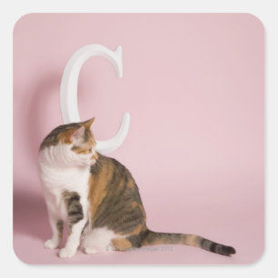 Portrait of cat square sticker