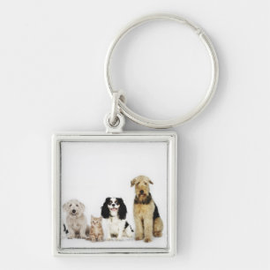 Portrait of cats and dogs sitting together key ring