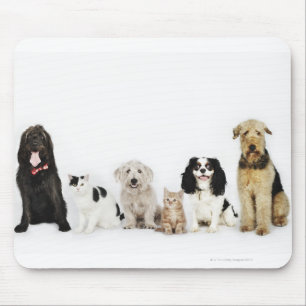 Portrait of cats and dogs sitting together mouse mat
