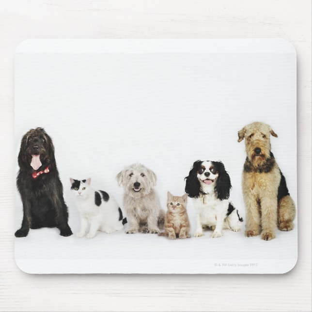 Portrait of cats and dogs sitting together mouse mat (Front)