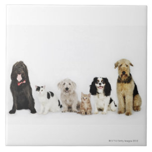 Portrait of cats and dogs sitting together tile