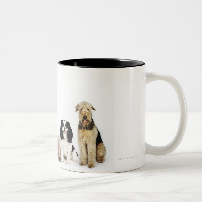 Portrait of cats and dogs sitting together Two-Tone coffee mug (Right)