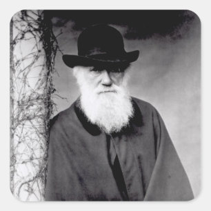 Portrait of Charles Darwin 1881 Square Sticker