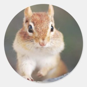 portrait of chipmunk with full cheeks classic round sticker