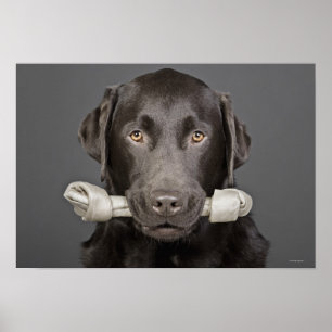 Portrait of chocolate labrador poster