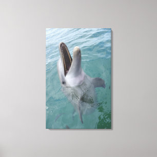 Portrait of Common Bottlenose Dolphin, Caribbean Canvas Print
