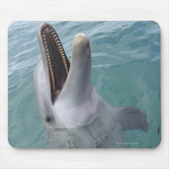 Portrait of Common Bottlenose Dolphin, Caribbean Mouse Mat (Front)
