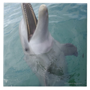 Portrait of Common Bottlenose Dolphin, Caribbean Tile