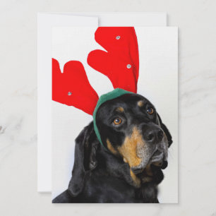 Portrait of Coonhound dog, wearing red antlers