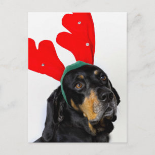 Portrait of Coonhound dog, wearing red antlers Postcard