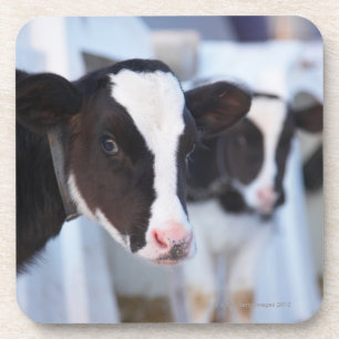 Portrait of cow coaster