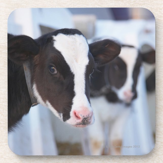 Portrait of cow coaster (Front)