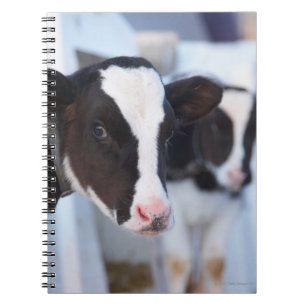 Portrait of cow notebook