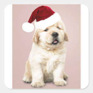 Portrait Of Cute Golden Retriever Square Sticker