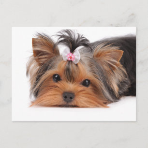 Portrait of cute puppy postcard