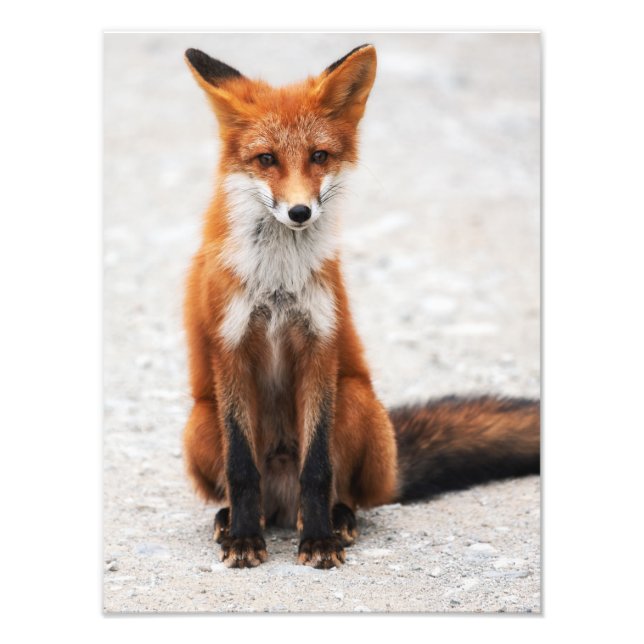 Portrait of cute wild red fox with beautiful eyes photo print (Front)