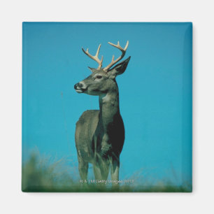 Portrait of deer magnet