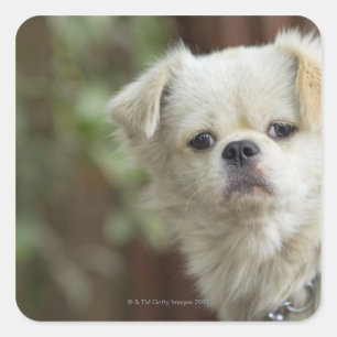 Portrait of Dog 2 Square Sticker