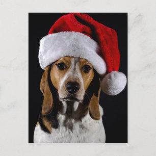 Portrait of dog hound wearing Christmas hat Holiday Postcard
