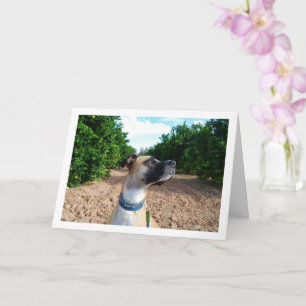 Portrait of Dog in Orchard Card