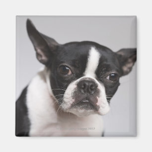 Portrait of dog magnet