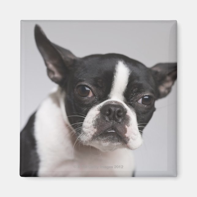 Portrait of dog magnet (Front)