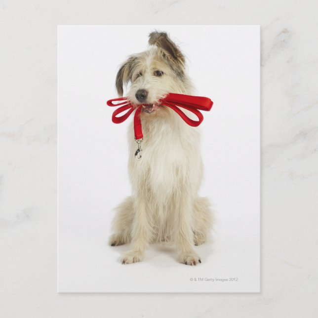 Portrait of Dog with Leash Postcard (Front)