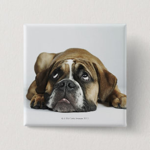 Portrait of Dorset Old Tyme Bulldog 15 Cm Square Badge