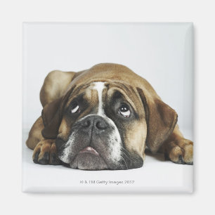 Portrait of Dorset Old Tyme Bulldog Magnet