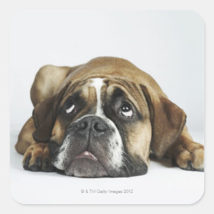 Portrait of Dorset Old Tyme Bulldog Square Sticker