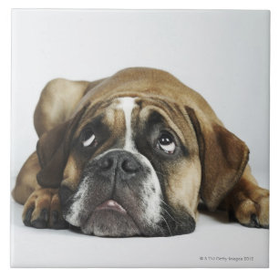 Portrait of Dorset Old Tyme Bulldog Tile