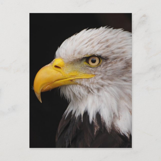 Portrait of eagle postcard (Front)