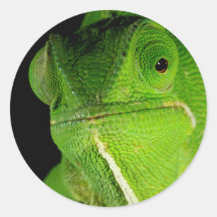 Portrait Of Flap-Necked Chameleon Classic Round Sticker