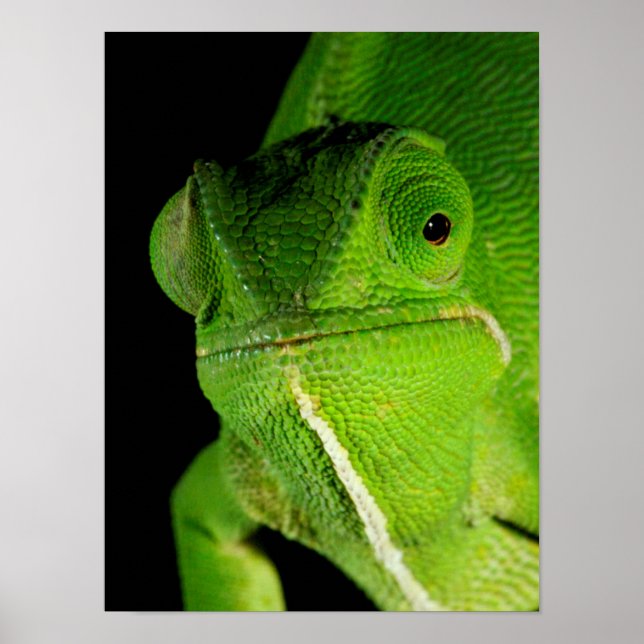 Portrait Of Flap-Necked Chameleon Poster (Front)