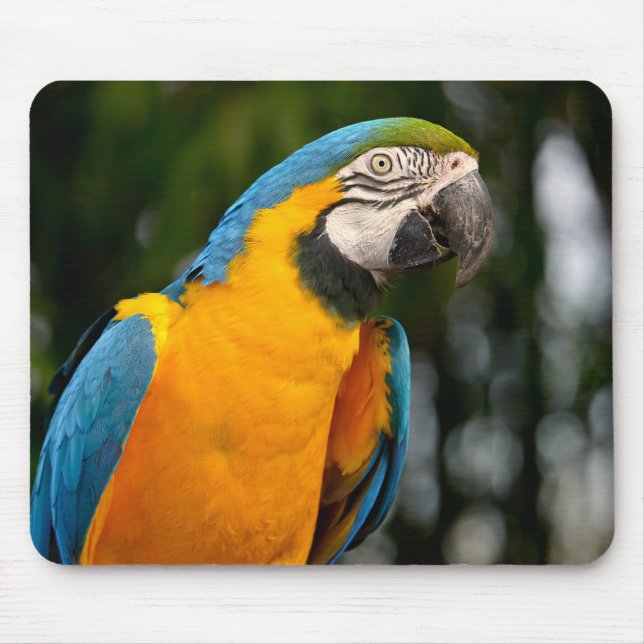 Portrait of gelbbrustara macaw postcard square sti mouse mat (Front)