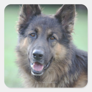 Portrait of German Sheppard Square Sticker