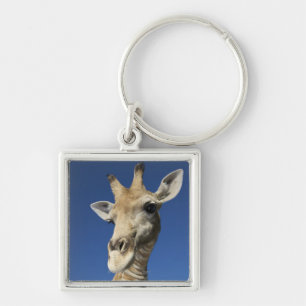 Portrait of Giraffe (Giraffa Camelopardalis) 2 Key Ring
