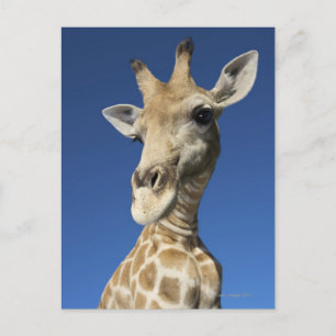 Portrait of Giraffe (Giraffa Camelopardalis) 2 Postcard
