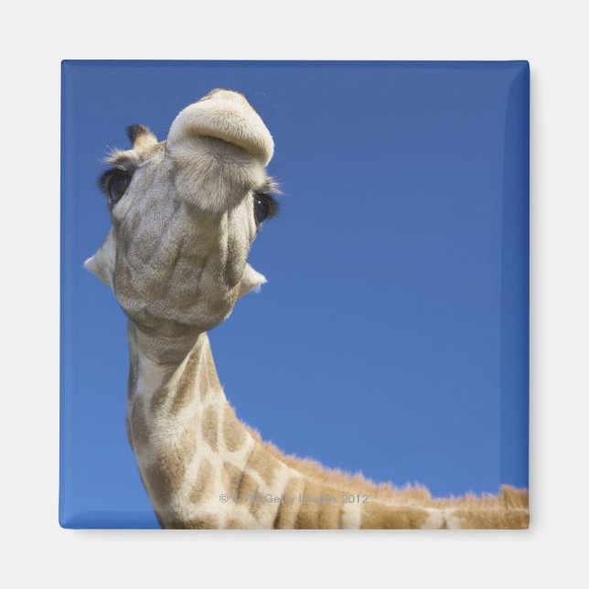 Portrait of Giraffe (Giraffa Camelopardalis) Magnet (Front)